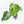 Monstera deliciosa 'Bulbasaur' *Grower's Choice*