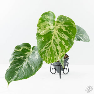 Monstera deliciosa 'Bulbasaur' *Grower's Choice*