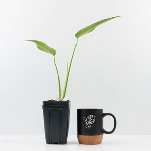 Monstera 'Burle Marx Flame'