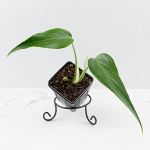 Monstera 'Burle Marx Flame'