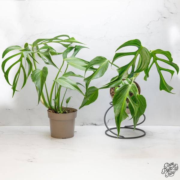 Monstera 'Burle Marx Flame' *Grower's Choice*