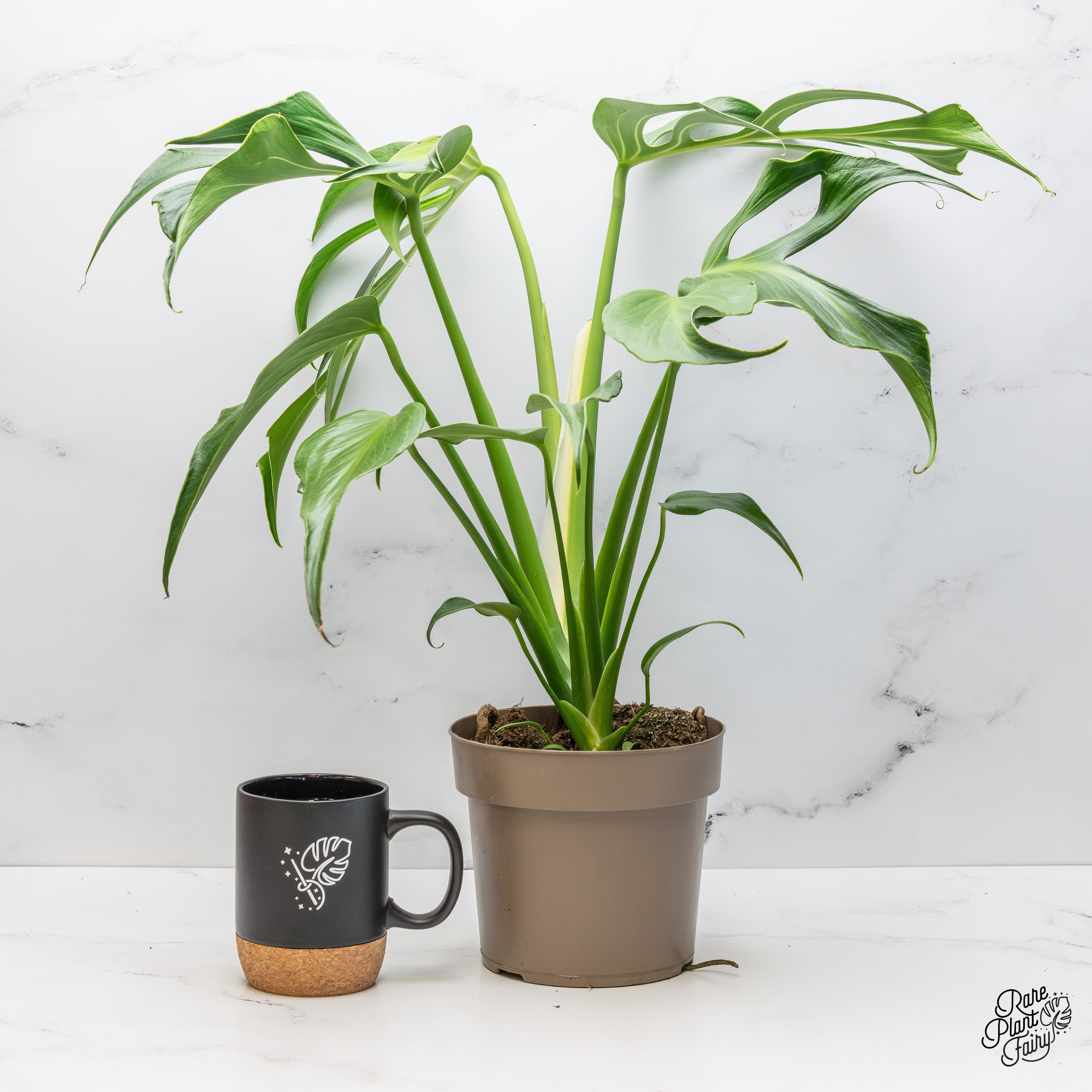 monstera flame Monstera 'Burle Marx Flame' *Grower's Choice* Large