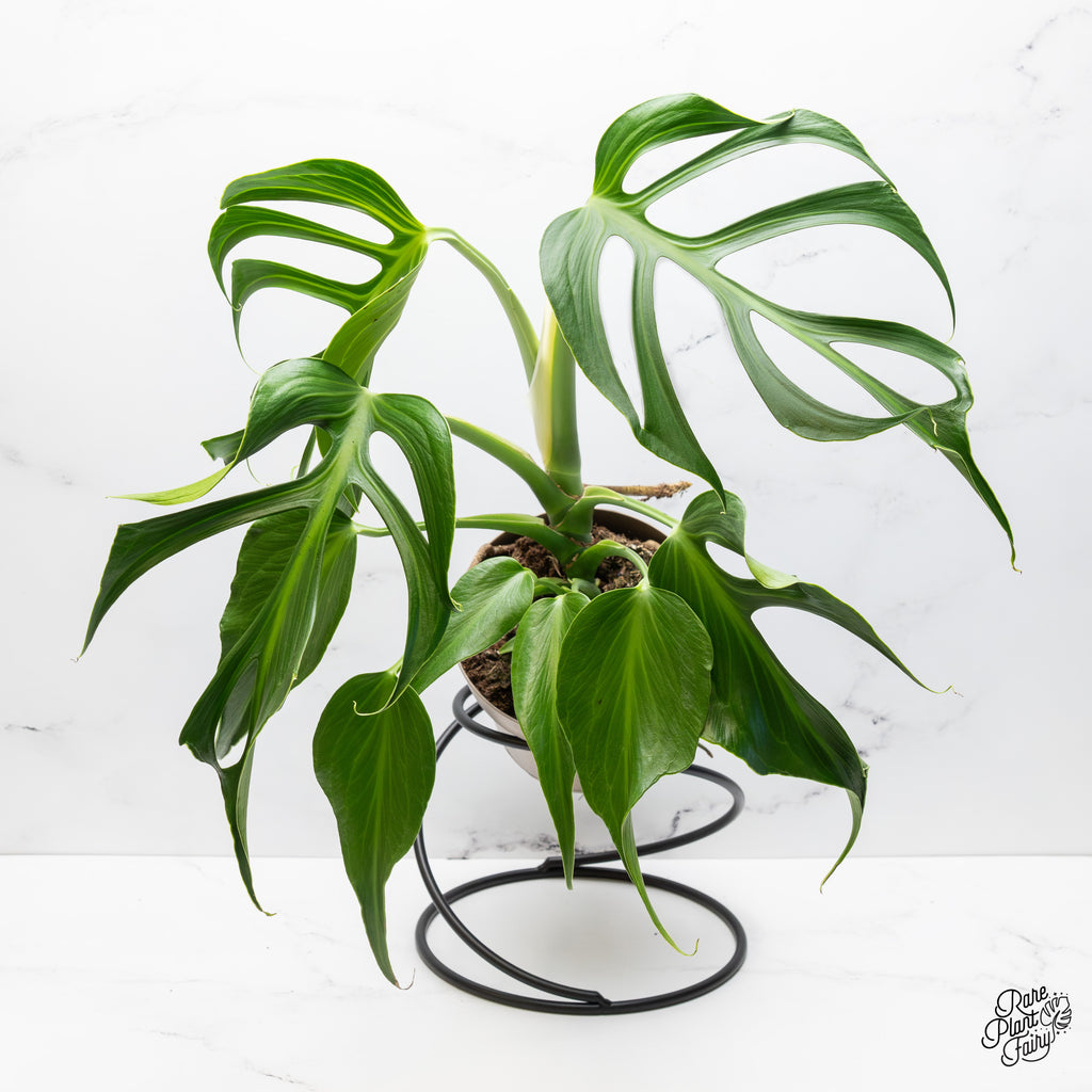 monstera burle marx flame seed Monstera 'Burle Marx Flame' *Grower's Choice* – Rare Plant Fairy