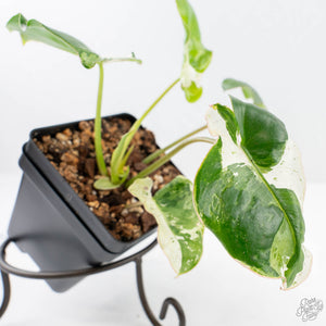philodendron burle marx variegata Philodendron 'Burle Marx Snow' (wk20-M) – Rare Plant Fairy