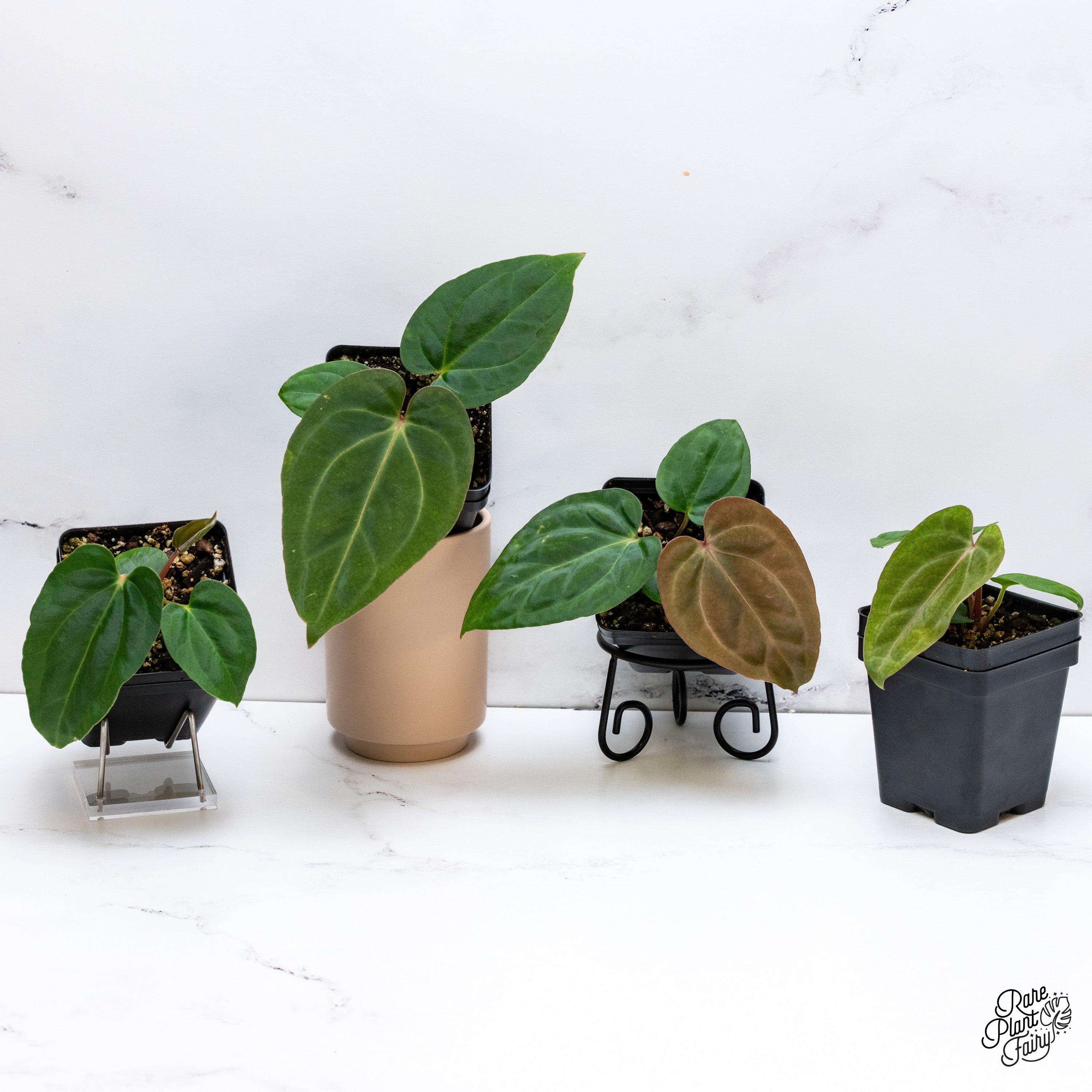 anthurium car Anthurium Carlablackiae x Kunayalense *Grower's Choice* – Rare Plant Fairy