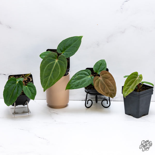 Anthurium Carlablackiae x Kunayalense *Grower's Choice*