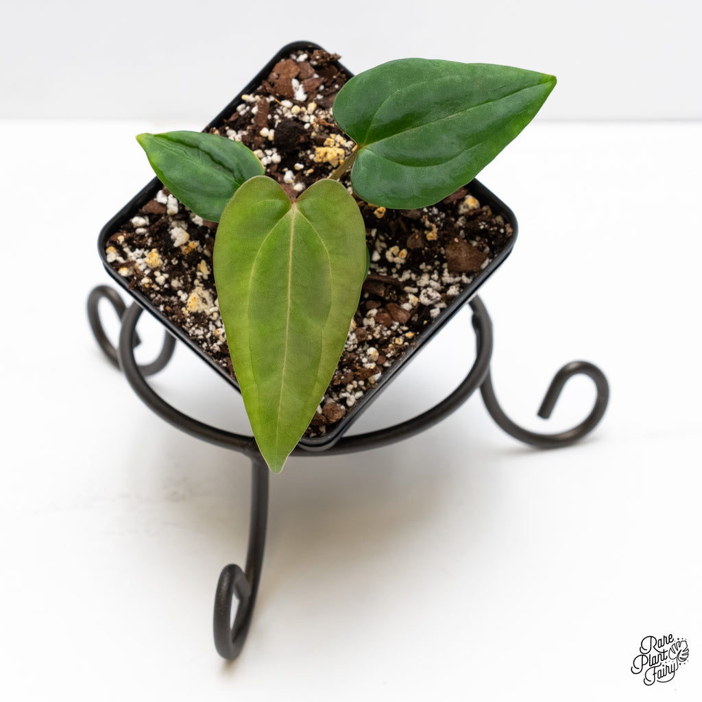 anthurium volare Anthurium (Carlablackiae √ó Portillae) x Dressleri *Grower‚Äôs Choice* –  Rare Plant Fairy