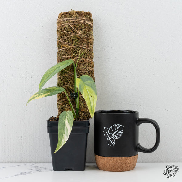 Epipremnum Pinnatum 'Cebu Blue' Variegated *Grower's choice*