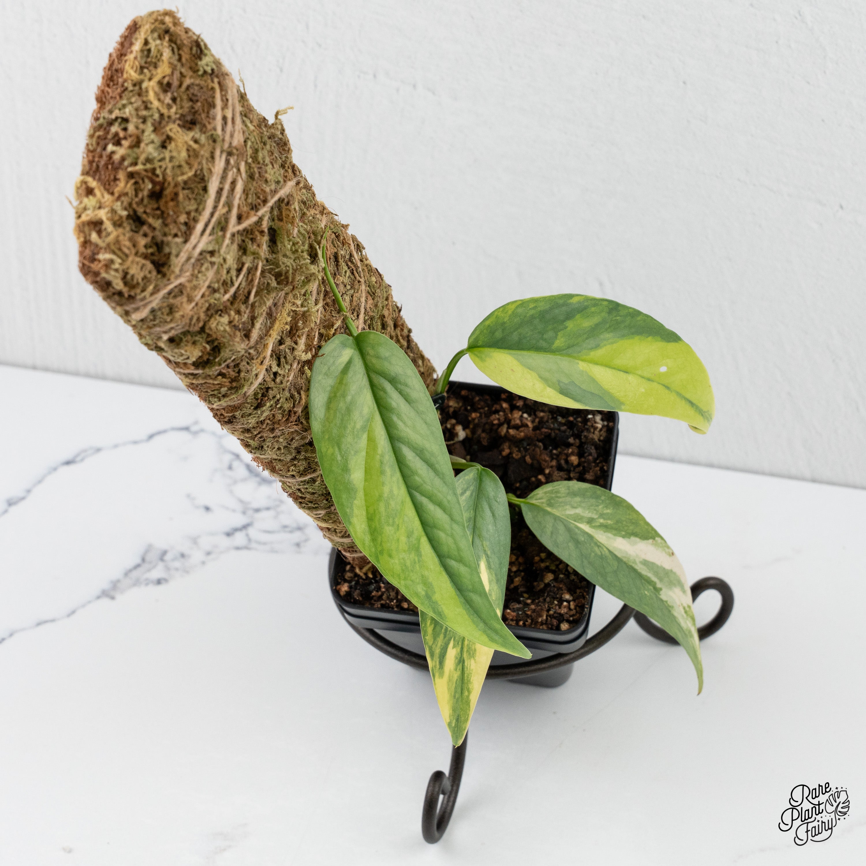 cebu blue monstera Epipremnum Pinnatum 'Cebu Blue' Variegated *Grower's Choice*