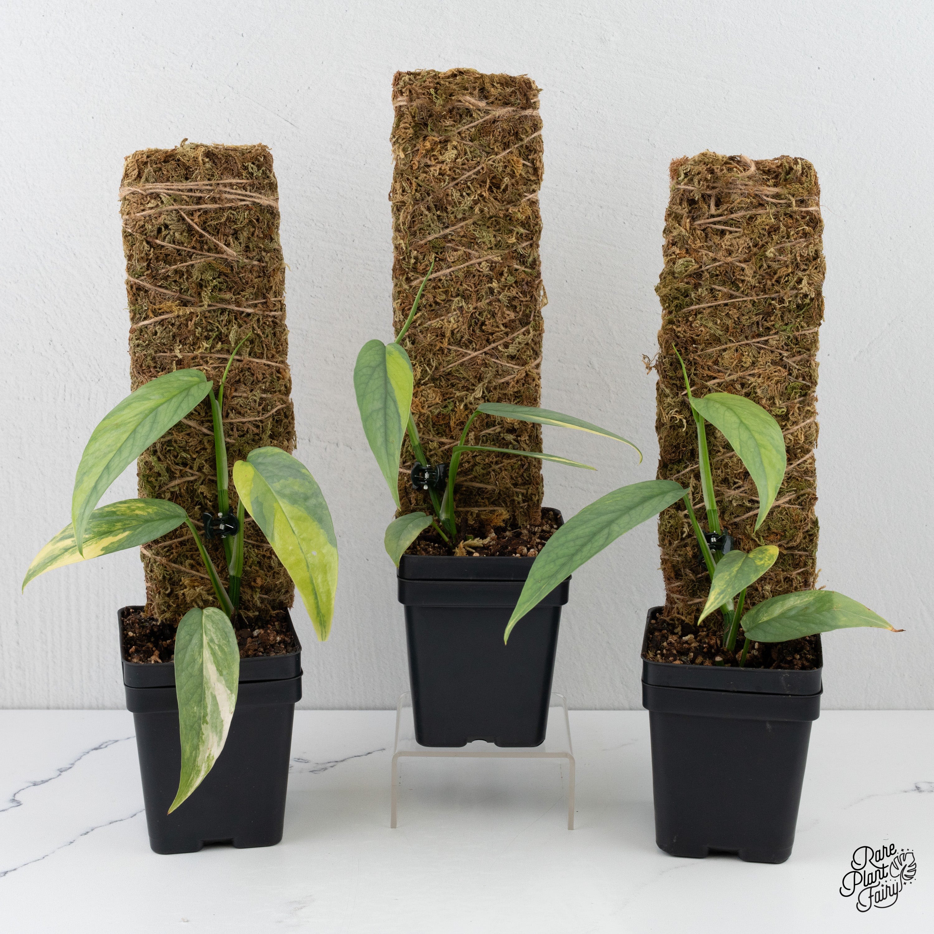 cebu blue philodendron variegated Epipremnum Pinnatum 'Cebu Blue' Variegated *Grower's Choice*