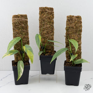 Epipremnum Pinnatum 'Cebu Blue' Variegated *Grower's Choice*