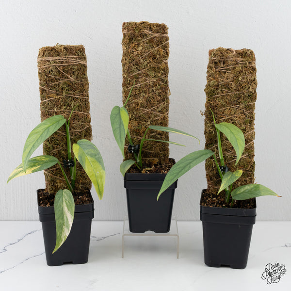 Epipremnum Pinnatum 'Cebu Blue' Variegated *Grower's choice*