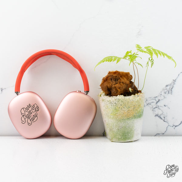 Cibotium barometz "Golden Chicken Fern" *Grower's choice*