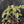 Phyllanthus Urinaria Pink Variegated (aka 'Sensitive Plant')