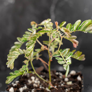 Phyllanthus Urinaria Pink Variegated (aka 'Sensitive Plant')
