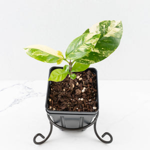 Coffea arabica Variegated Coffee Tree (wk33-L22)