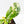 Coffea arabica Variegated Coffee Tree (wk33-L22)