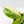 Coffea arabica Variegated Coffee Tree (wk33-L22)