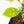 Coffea arabica Variegated Coffee Tree (wk33-L22)