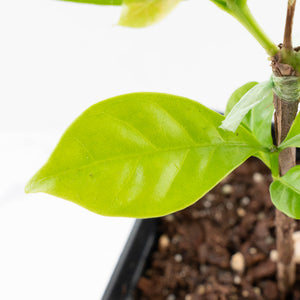 Coffea arabica Variegated Coffee Tree (wk33-L22)