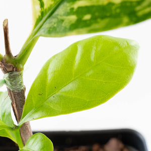 Coffea arabica Variegated Coffee Tree (wk33-L22)