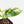 Coffea arabica Variegated Coffee Tree (wk33-L22)