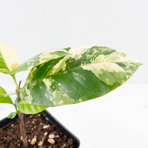 Coffea arabica Variegated Coffee Tree (wk33-L22)