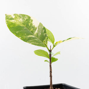 Coffea arabica Variegated Coffee Tree (wk33-L22)