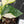 Coffea Arabica Variegated - Coffee Tree (wk38-L164)