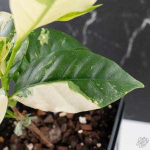 Coffea Arabica Variegated - Coffee Tree (wk38-L164)