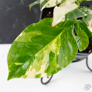 Coffea Arabica Variegated - Coffee Tree (wk38-L164)