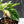 Coffea Arabica Variegated - Coffee Tree (wk38-L164)