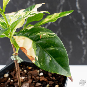 Coffea Arabica Variegated - Coffee Tree (wk38-L164)