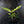 Coffea Arabica Variegated - Coffee Tree (wk38-L164)
