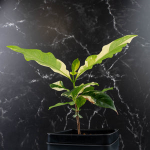 Coffea Arabica Variegated - Coffee Tree (wk38-L164)