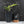 Coffea Arabica Variegated - Coffee Tree (wk38-L164)