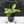 Coffea Arabica Variegated - Coffee Tree (wk38-L164)