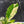Coffea Arabica Variegated - Coffee Tree (wk38-L164)