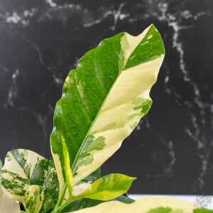 Coffea Arabica Variegated - Coffee Tree (wk38-L164)