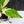 Coffea Arabica Variegated - Coffee Tree (wk38-L164)