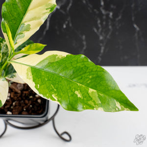 Coffea Arabica Variegated - Coffee Tree (wk38-L164)