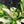 Coffea Arabica Variegated - Coffee Tree (wk38-L164)