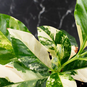 Coffea Arabica Variegated - Coffee Tree (wk38-L164)