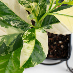 Coffea Arabica Variegated - Coffee Tree (wk38-L164)