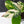 Coffea Arabica Variegated - Coffee Tree (wk38-L164)