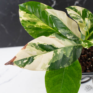 Coffea Arabica Variegated - Coffee Tree (wk38-L164)