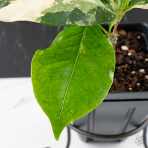 Coffea Arabica Variegated - Coffee Tree (wk38-L164)