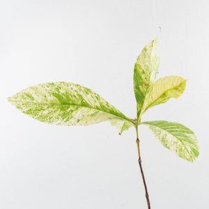 Coffea canephora 'Robusta' variegated (wk33-L21)