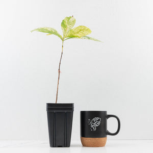 Coffea canephora 'Robusta' variegated (wk33-L21)