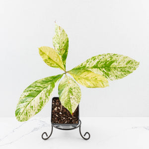 Coffea canephora 'Robusta' variegated (wk33-L21)